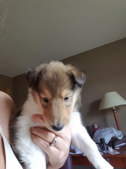 Collie puppy for sale + 47984