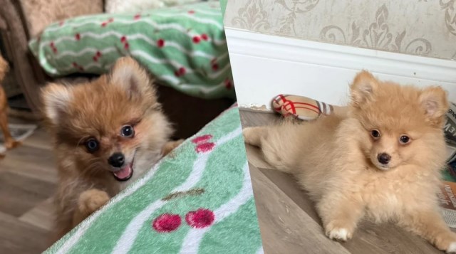 Pomeranian puppy for sale + 67278