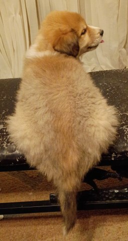 Great Pyrenees puppy for sale + 67022