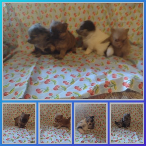 Pomeranian puppy for sale + 64762
