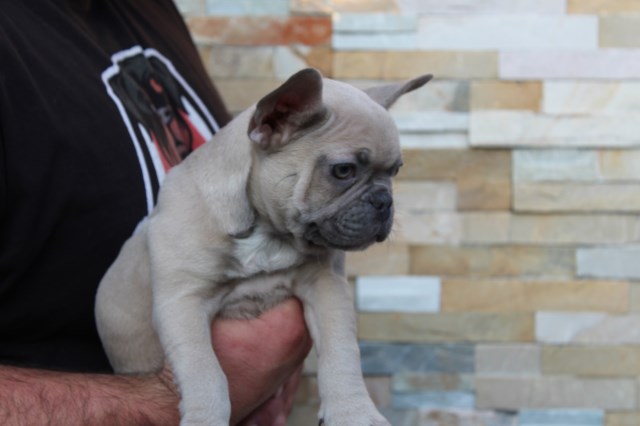 The Best Looking AKC European Frenchies