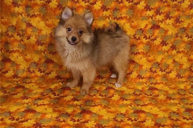 Pomeranian puppy for sale + 62075