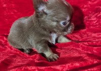 Tiny Long Coat Chihuahua Female Ruby Chihuahua for sale/adoption