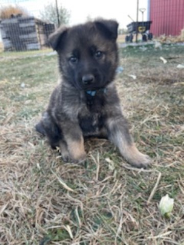 German Shepherd Dog puppy for sale + 64103