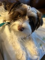 Biewer Terrier for Sale Yorkshire Terrier for sale/adoption