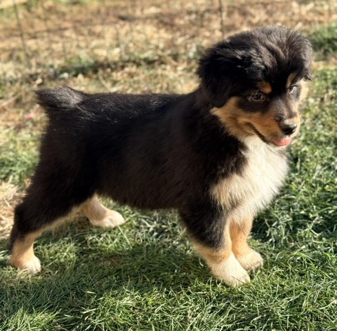 Australian Shepherd Dog puppy for sale + 65332