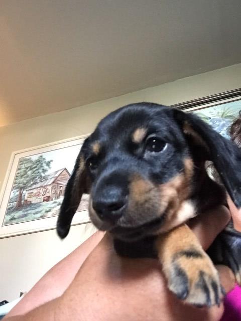 Dachshund puppy for sale + 58135