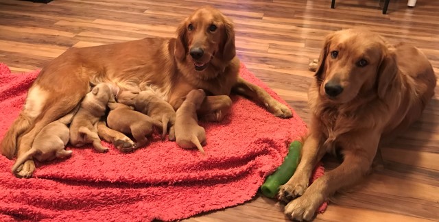 Golden Retriever puppy for sale + 64154