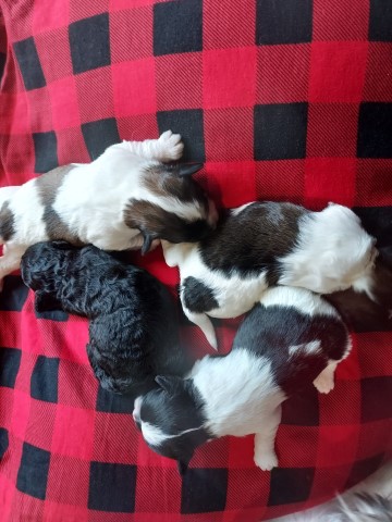 Shih Poo puppy for sale + 63964