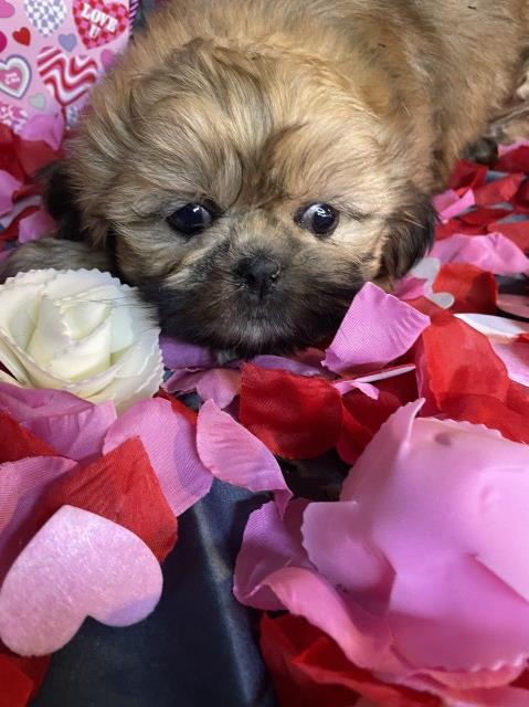 CKC Registered Shih Tzu – Female Puppy