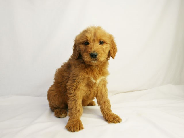 Goldendoodle Puppies For Sale – Your Family’s Next New Member
