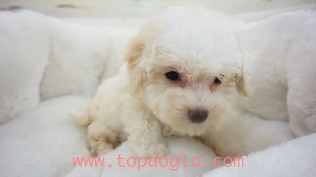 Maltipoo puppy for sale + 53697