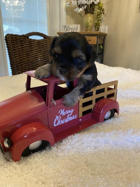 Parti & Traditional Yorkie Puppies Available!