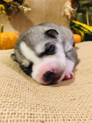 Siberian Husky puppies