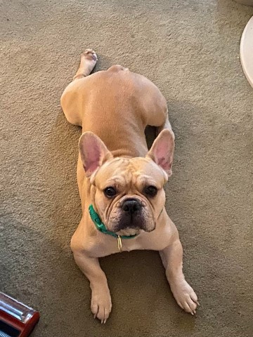 Male French Bulldog