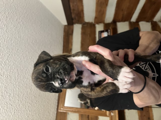 FULL BLOODED BOXER PUPS