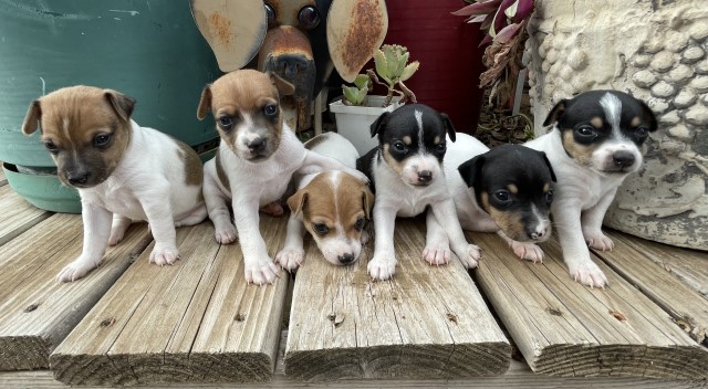 Miniature Rat Terrier Puppies