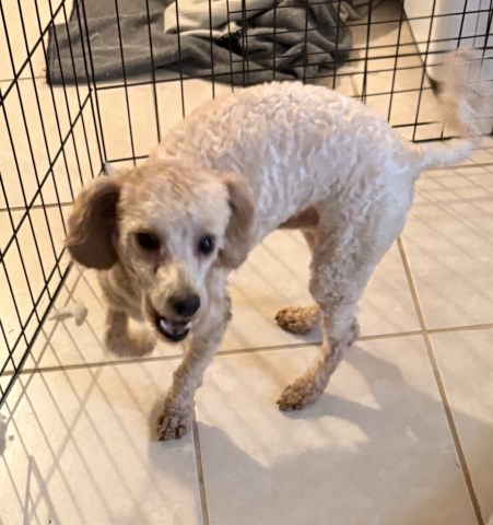 Frisco – Male Bichon/Poodle Mix – $900, Supplies Included