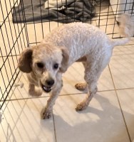 Frisco – Male Bichon/Poodle Mix – $900, Supplies Included Bichon Frise for sale/adoption