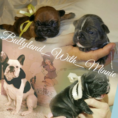 French Bulldog puppy for sale + 51209