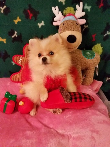 Adorable Small Female Pomeranian Puppies for sale