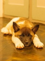 Akita A.K.C reg. Puppy Tokyo Akita for sale/adoption