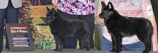 Schipperke puppy for sale + 65466