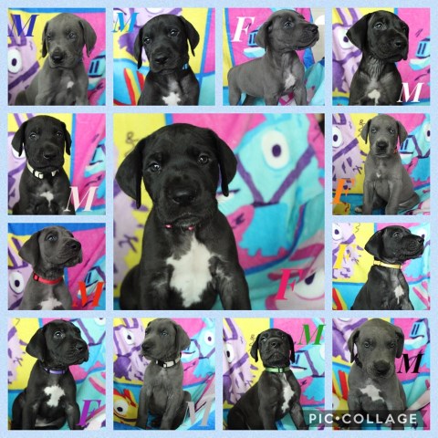 AKC Great Dane puppies