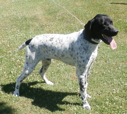 German Shorthaired Pointer puppy dog for sale in Gasport ...