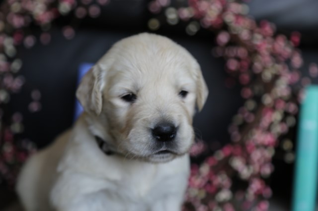 Golden Retriever puppy for sale + 52342