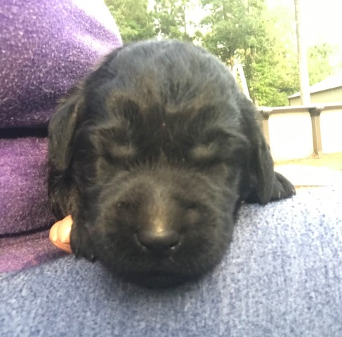 Labradoodle Puppies For Sale