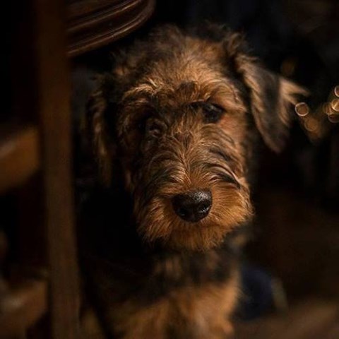 Airedale Terrier puppy for sale + 51033