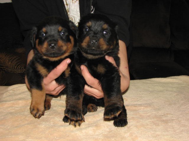 Rottweiler puppy for sale + 55326