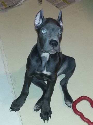 Cane Corso Puppy Dog For Sale In Tobyhanna Pennsylvania
