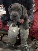 Cane Corso puppies for sale Cane Corso for sale/adoption