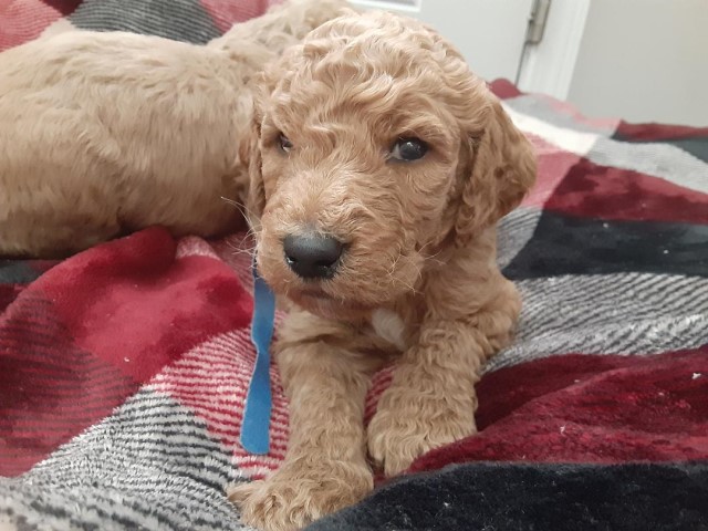 Goldendoodle puppy for sale + 62343