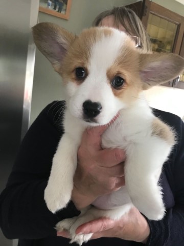 Home Raised Welsh Pembroke Corgi Puppies Ready.