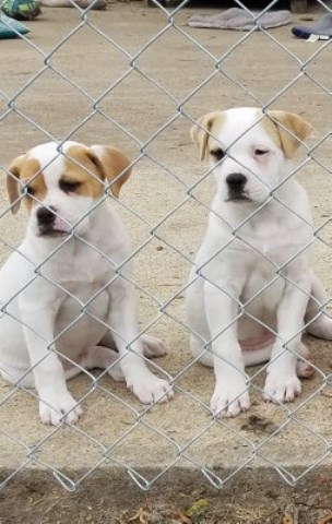 American Bulldog puppy for sale + 49164