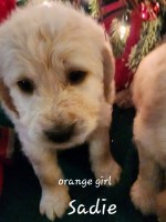 Oodles of Doodles 2022 Labradoodle for sale/adoption