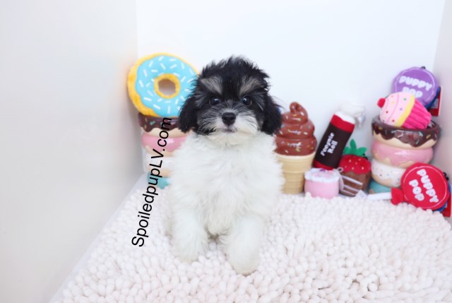 Maltipoo - Oreo - Male