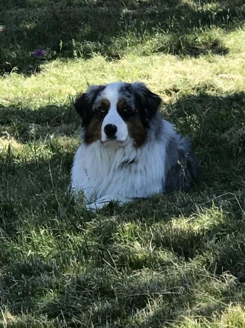 Australian Shepherd Dog puppy for sale + 53826