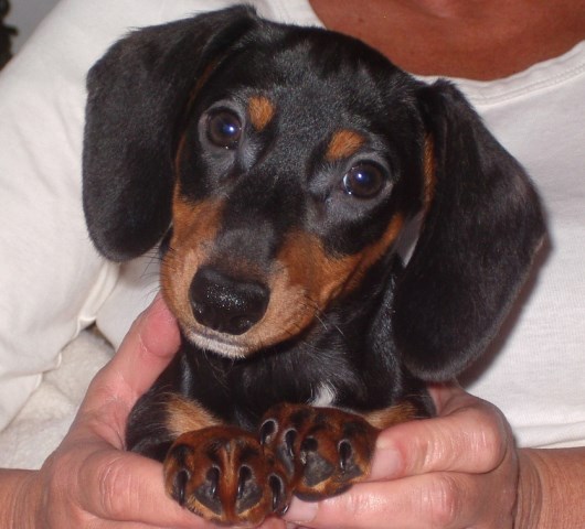Dachshund puppy for sale + 54579