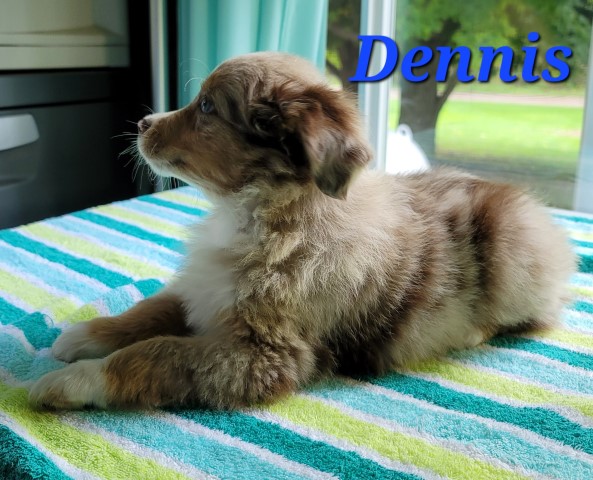 ASDR Miniature Australian Shepherds born August 1. Call 231 821 9399