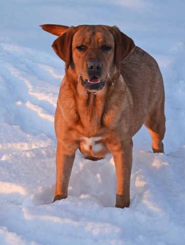 Labrador Retriever puppy for sale + 53554
