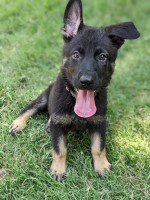 Bicolor Female Puppy WGWL German Shepherd Dog for sale/adoption