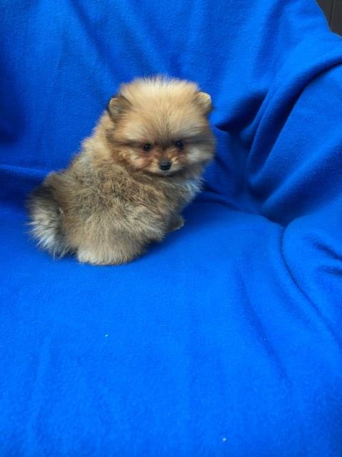 teddy bear face pomeranian for sale