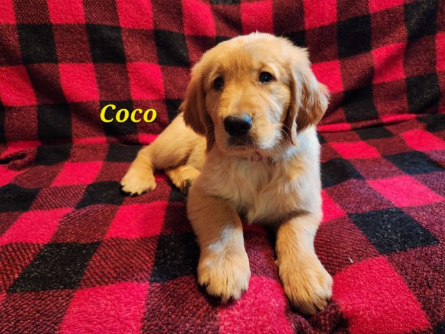 Golden Retriever puppy for sale + 66687