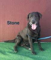 AKC Female Charcoal Lab Stone Labrador Retriever for sale/adoption