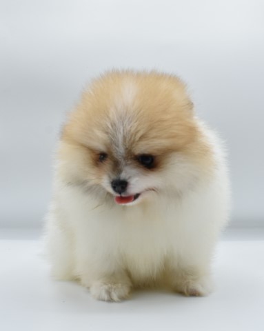 Purebred Pomeranian Puppy GIRL Maggie