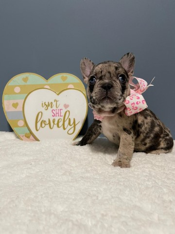 French Bulldog puppy for sale + 61182